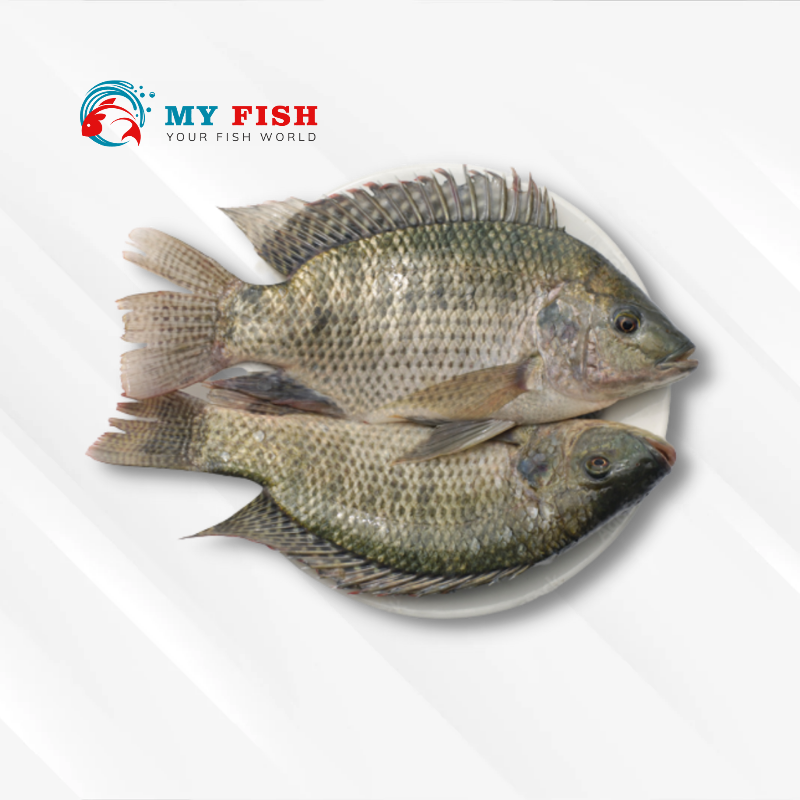 Tilapia Fish