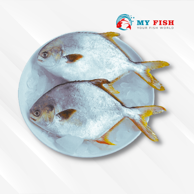 SILVER POMFRET